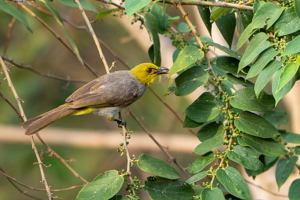 黄喉鹎(Pycnonotus xantholaemus)
