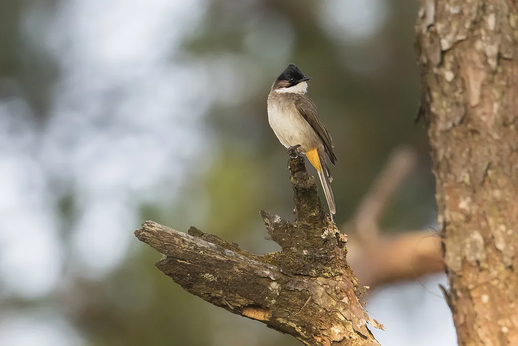 黄臀鹎(Pycnonotus xanthorrhous)
