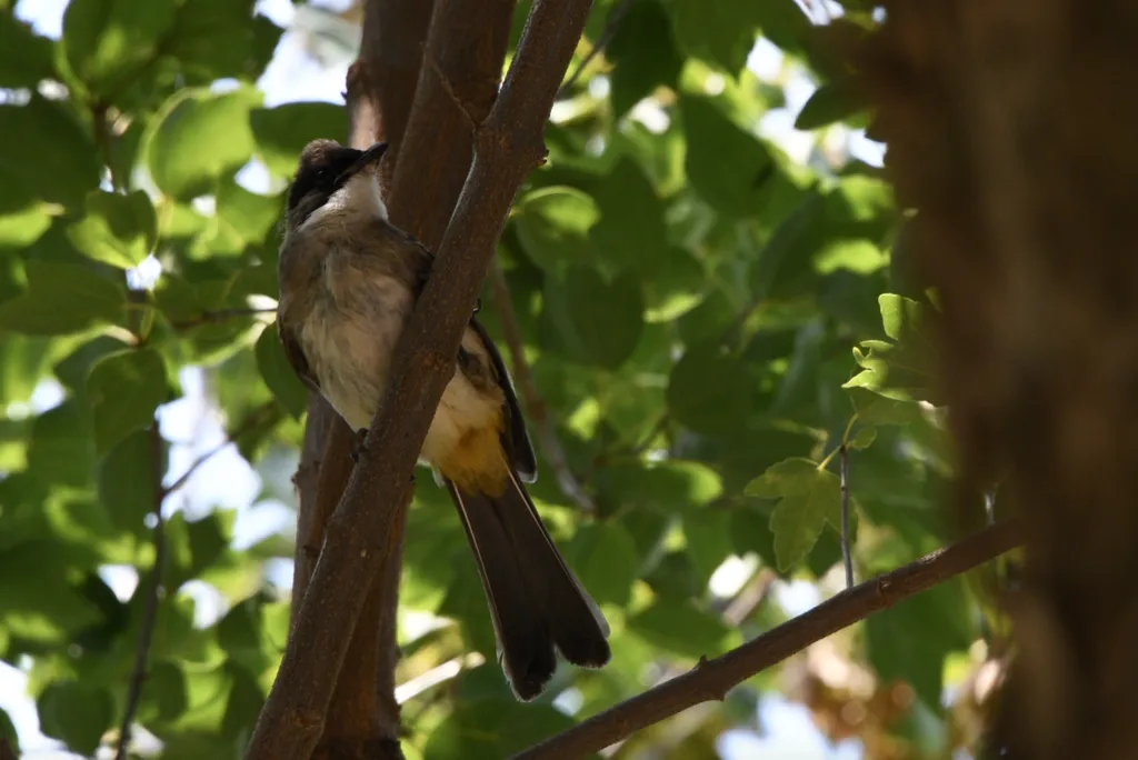黄臀鹎(Pycnonotus xanthorrhous)