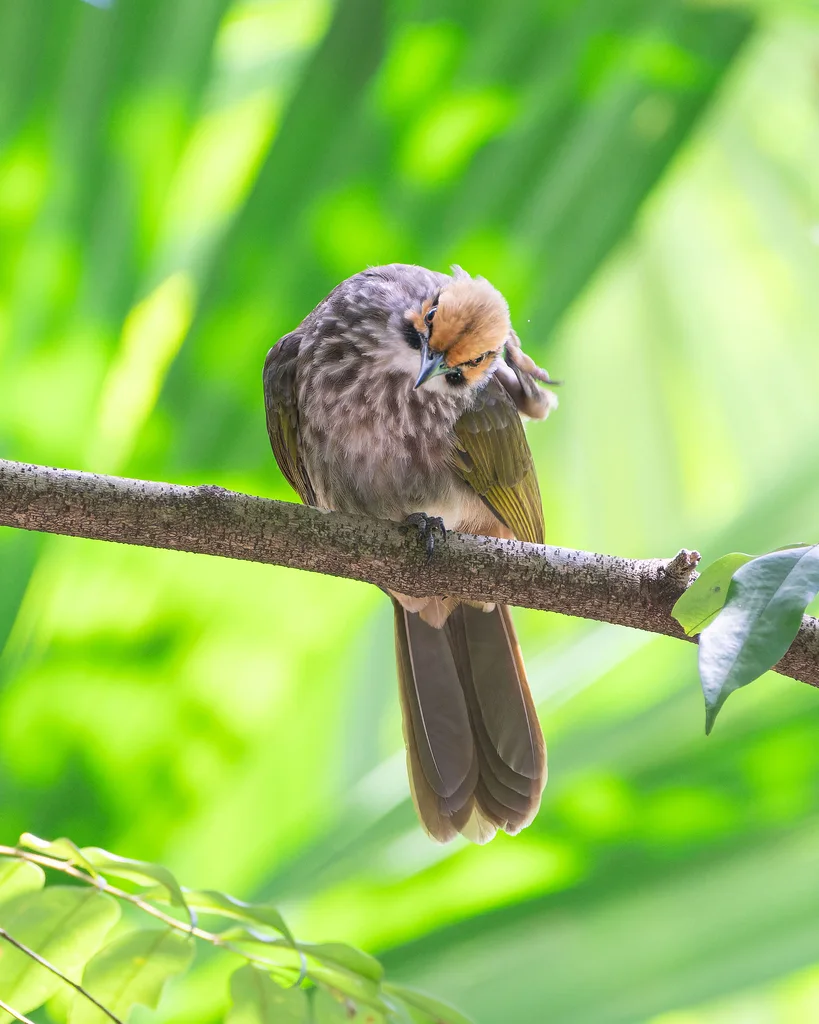 黄冠鹎(Pycnonotus zeylanicus)