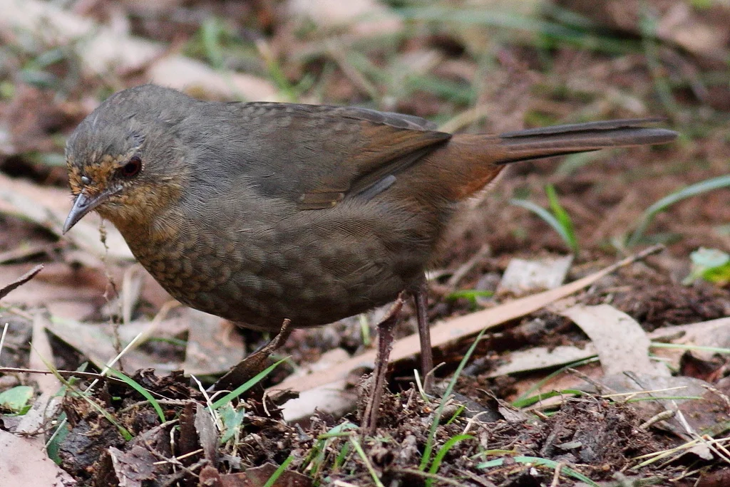 随莺(Pycnoptilus floccosus)