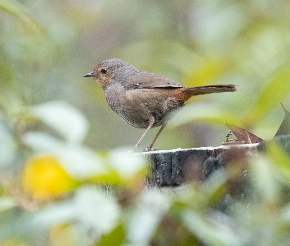 随莺(Pycnoptilus floccosus)