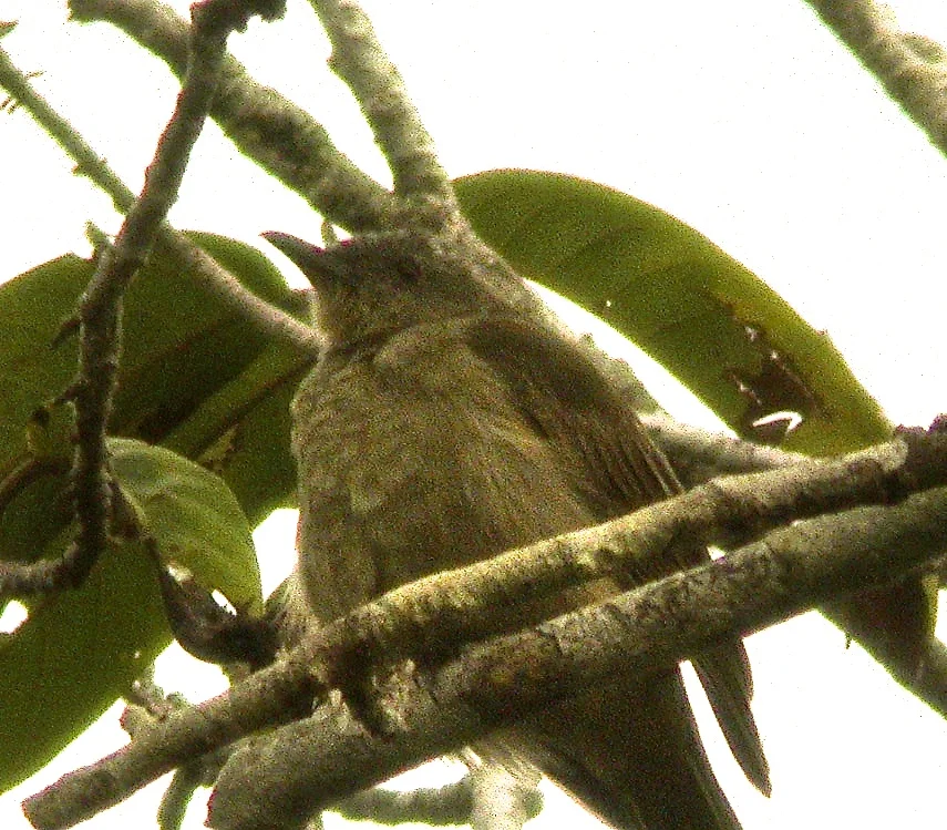 绿褐吸蜜鸟(Pycnopygius ixoides)