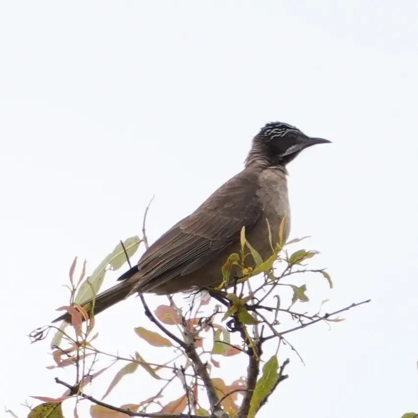 纹头吸蜜鸟(Pycnopygius stictocephalus)