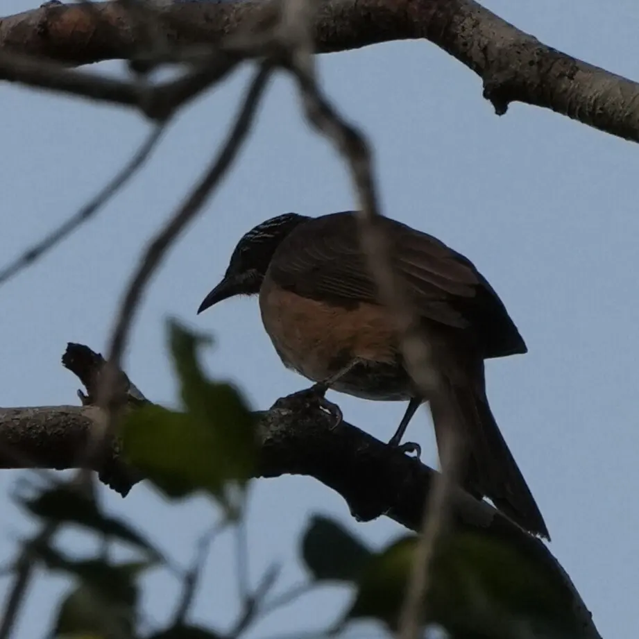 纹头吸蜜鸟(Pycnopygius stictocephalus)