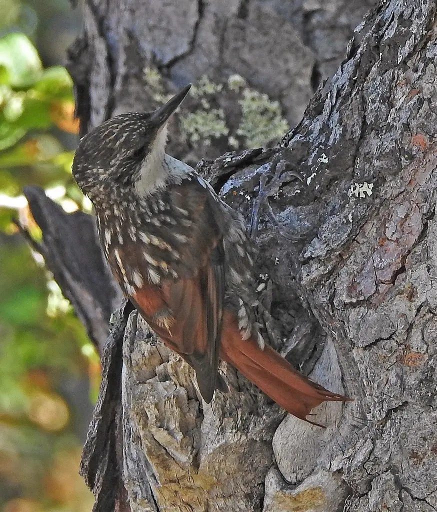 白喉爬树雀(Pygarrhichas albogularis)