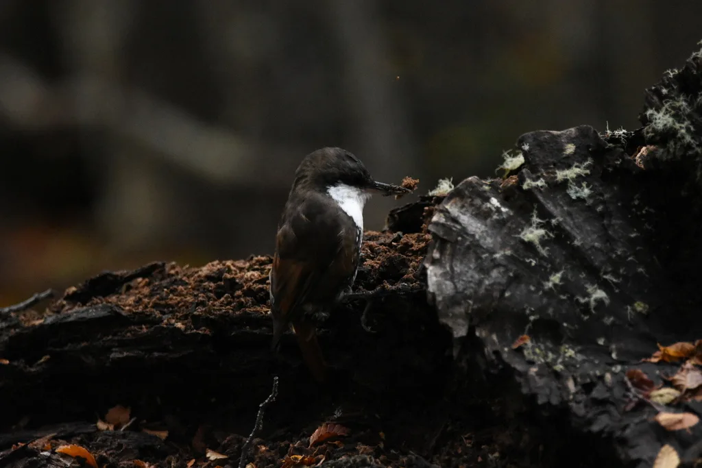 白喉爬树雀(Pygarrhichas albogularis)
