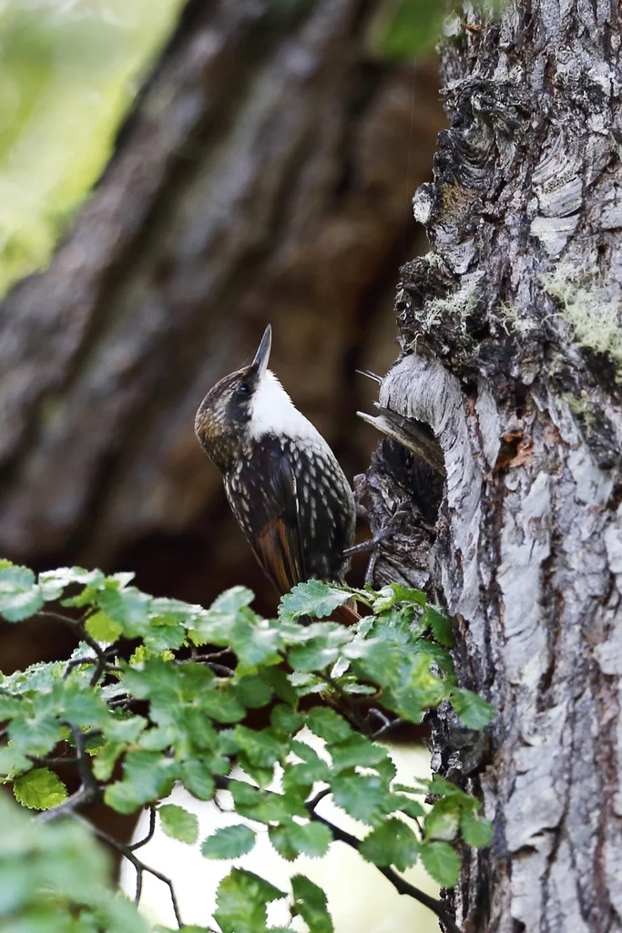 白喉爬树雀(Pygarrhichas albogularis)