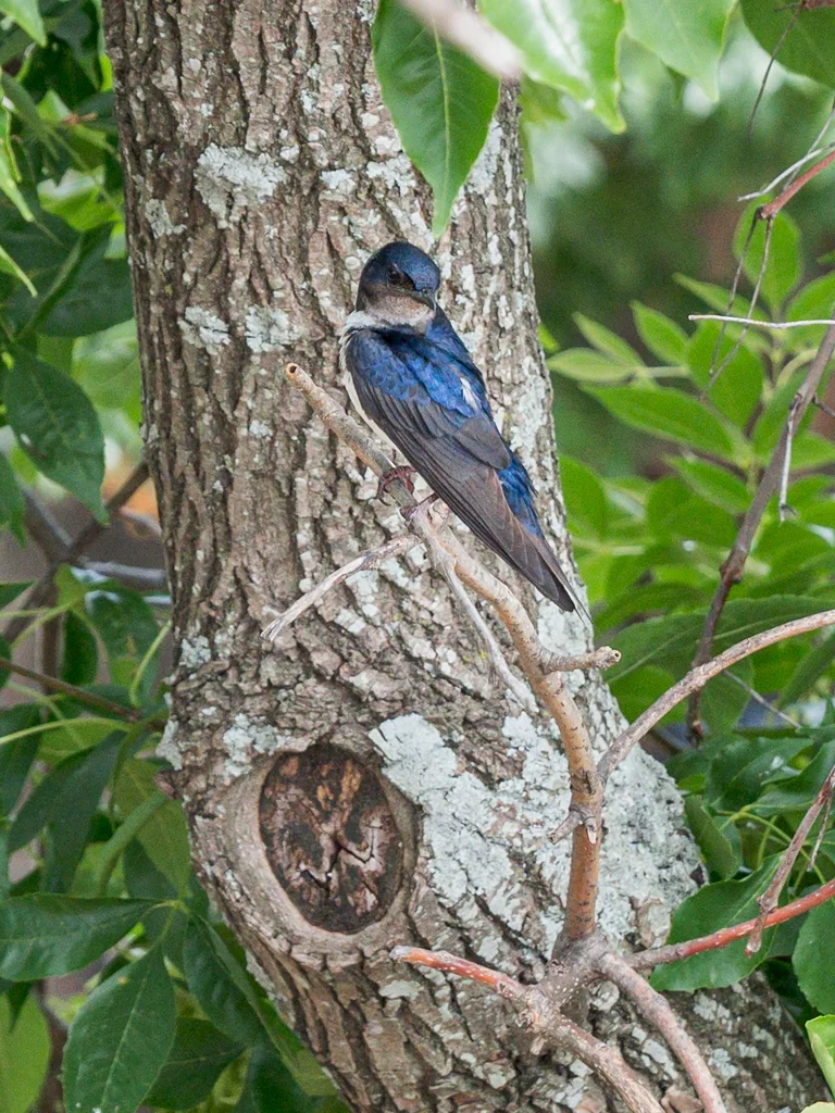 蓝白南美燕(Pygochelidon cyanoleuca)