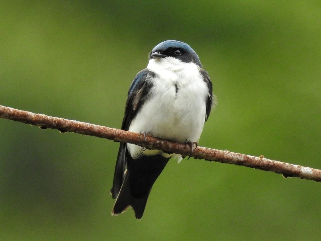 蓝白南美燕(Pygochelidon cyanoleuca)