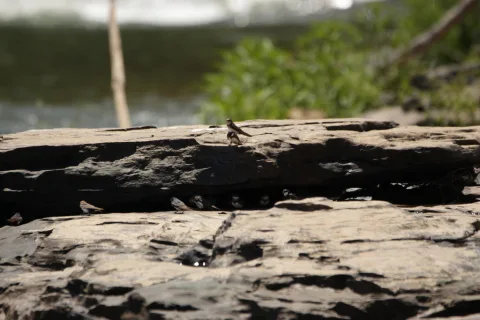 黑领燕