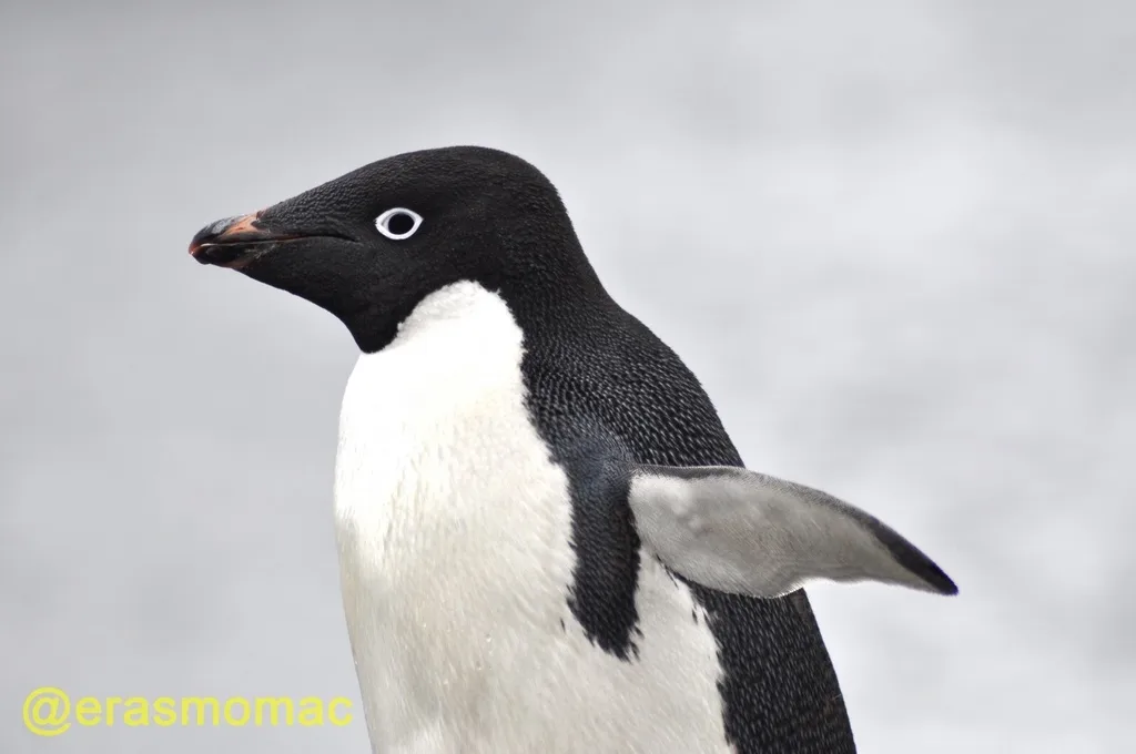 阿德利企鹅(Pygoscelis adeliae)
