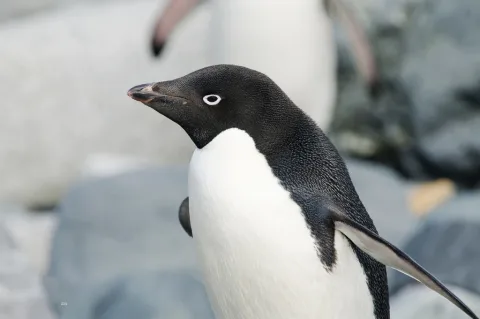 阿德利企鹅