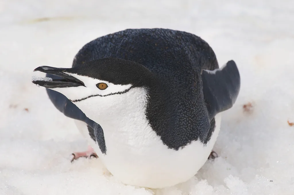 纹颊企鹅(Pygoscelis antarcticus)