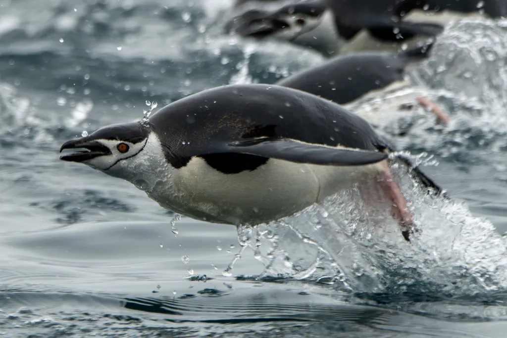 纹颊企鹅(Pygoscelis antarcticus)