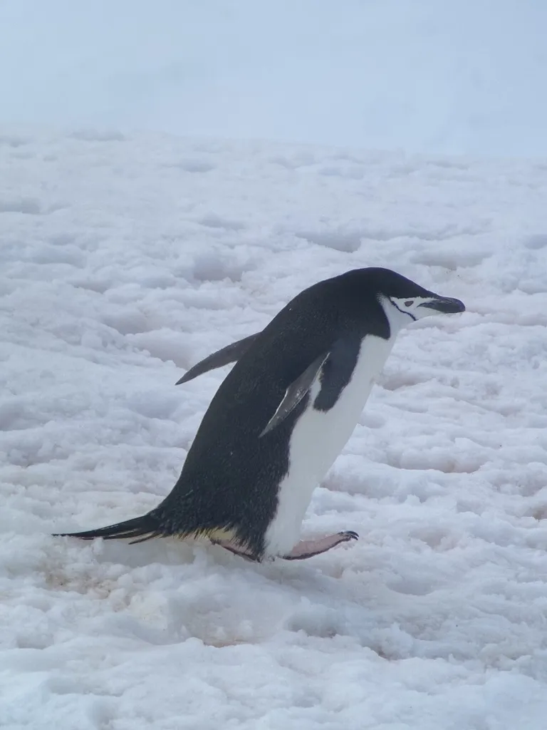 纹颊企鹅(Pygoscelis antarcticus)