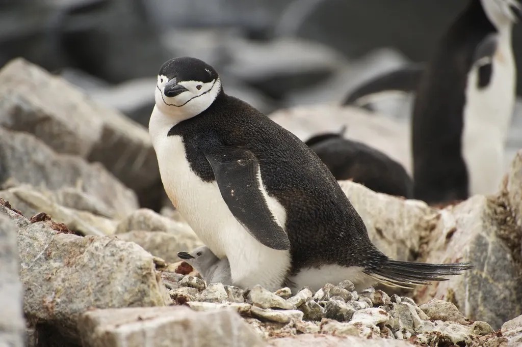 纹颊企鹅(Pygoscelis antarcticus)