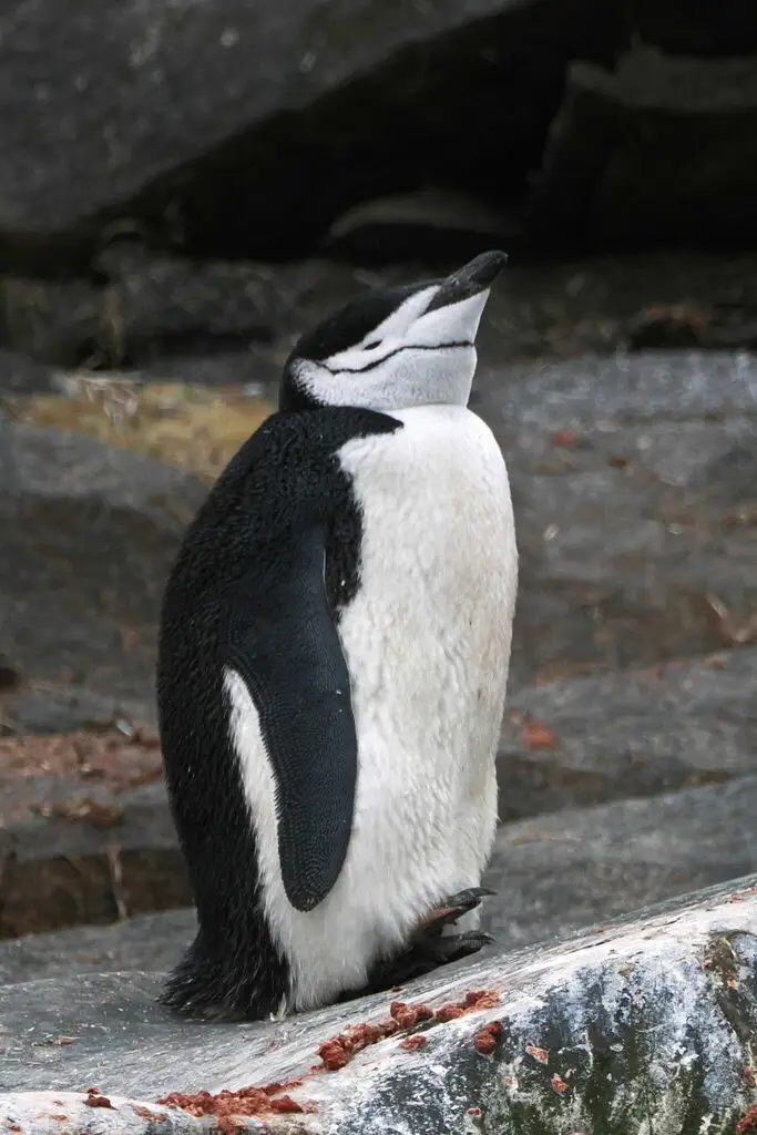 纹颊企鹅(Pygoscelis antarcticus)