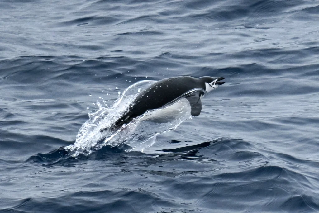 纹颊企鹅(Pygoscelis antarcticus)