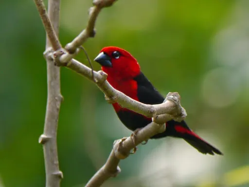 黑腹裂籽雀(Pyrenestes ostrinus)