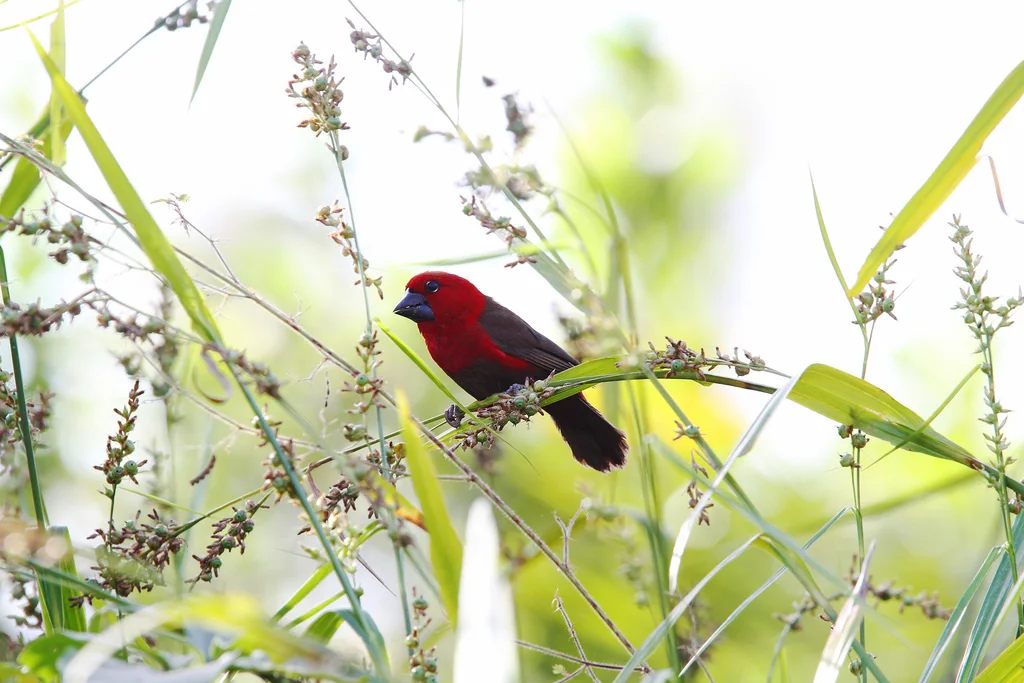 赤红裂籽雀(Pyrenestes sanguineus)