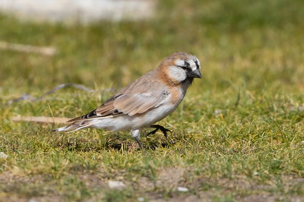 棕背雪雀(Pyrgilauda blanfordi)