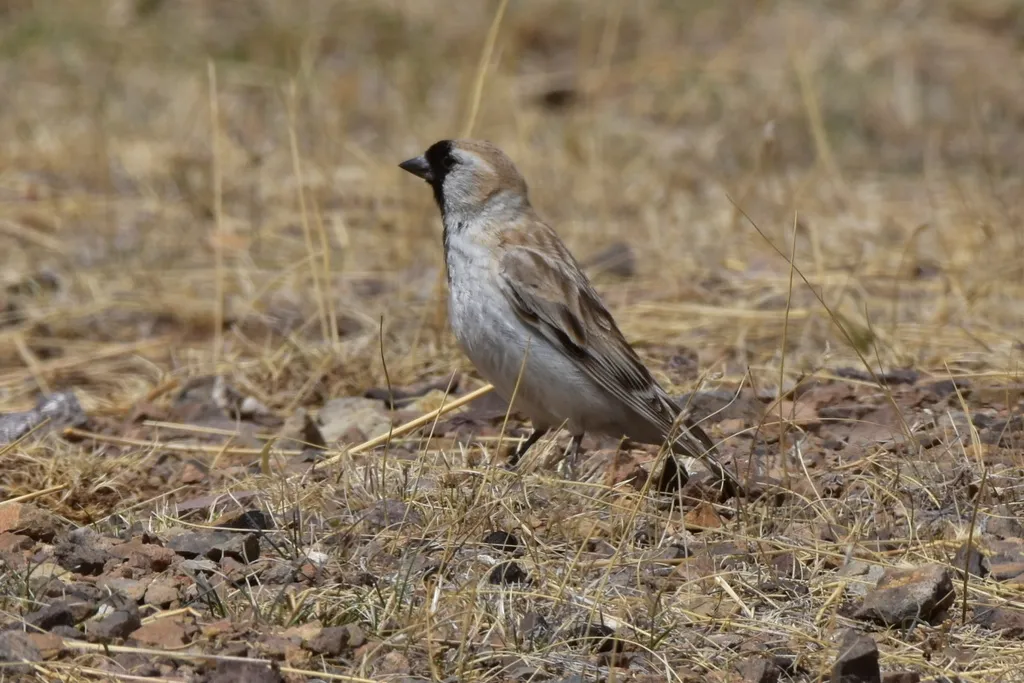 黑喉雪雀(Pyrgilauda davidiana)