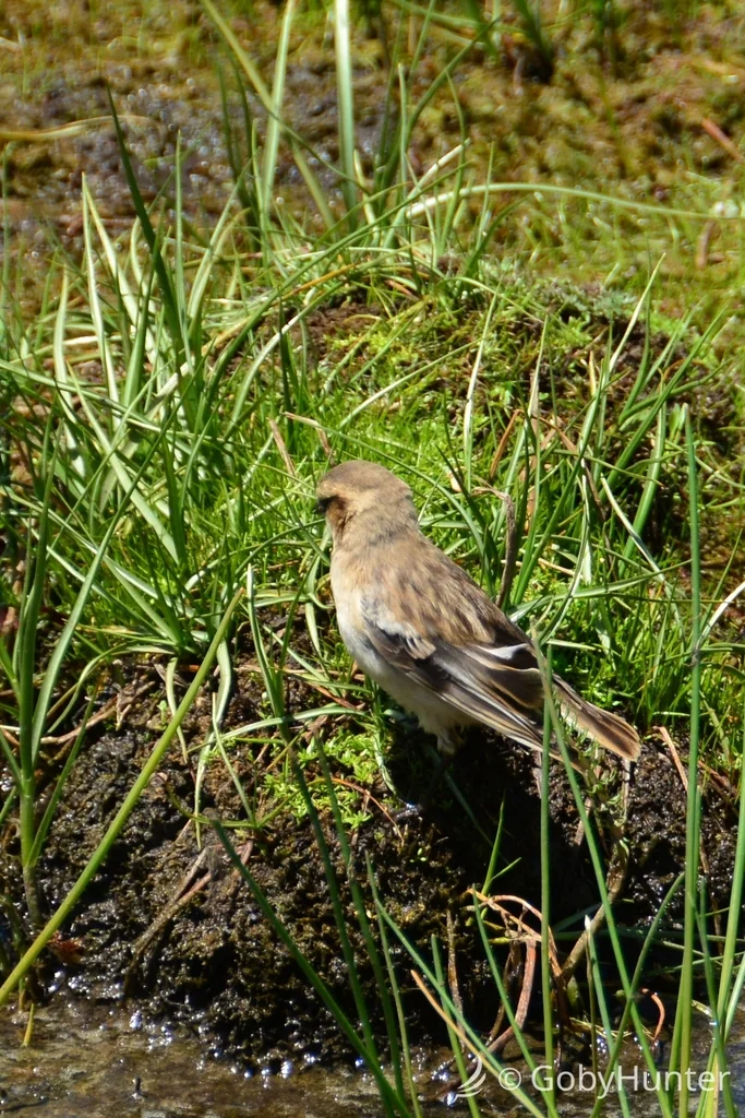 棕颈雪雀(Pyrgilauda ruficollis)