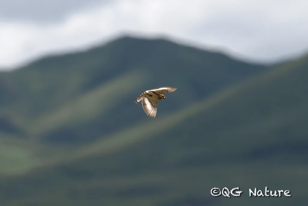 棕颈雪雀(Pyrgilauda ruficollis)