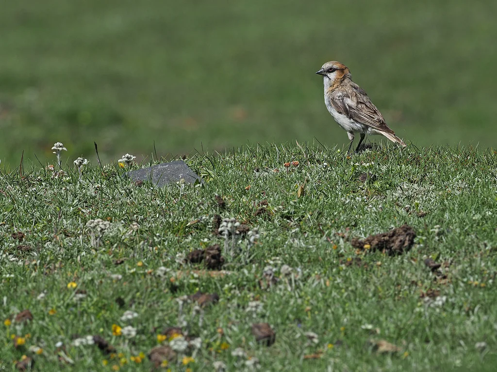 棕颈雪雀(Pyrgilauda ruficollis)