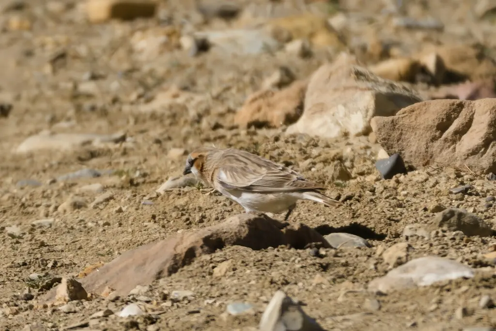 棕颈雪雀(Pyrgilauda ruficollis)