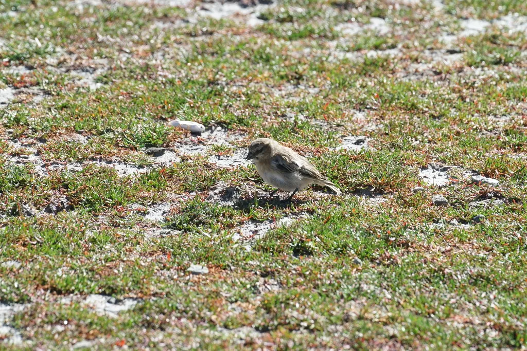 棕颈雪雀(Pyrgilauda ruficollis)