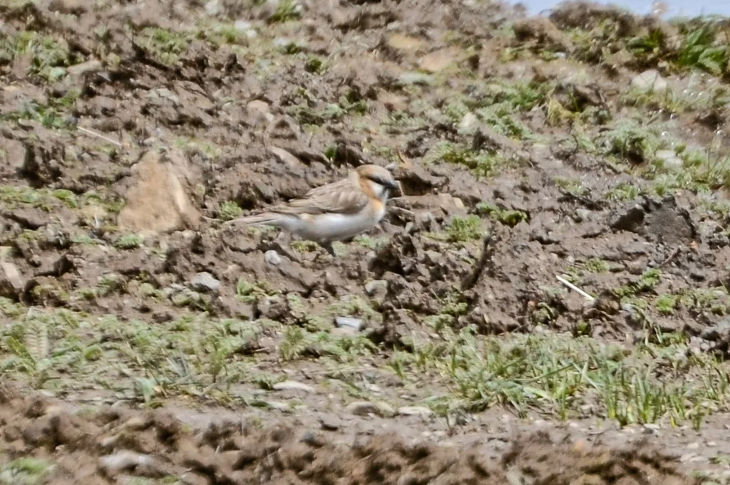 棕颈雪雀(Pyrgilauda ruficollis)