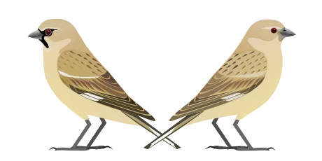 阿富汗雪雀(Pyrgilauda theresae)