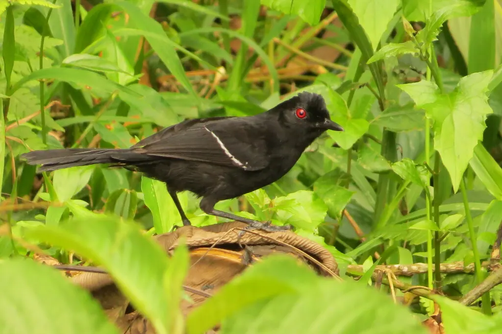 白肩红眼蚁鸟(Pyriglena leucoptera)