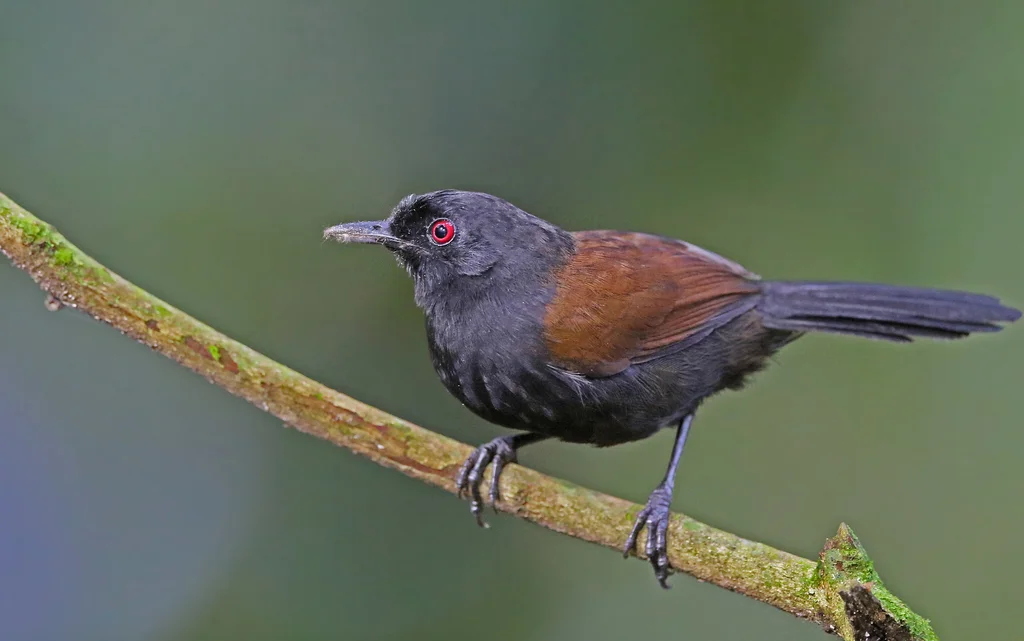 西白背红眼蚁鸟（Pyriglena maura）
