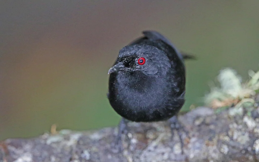 西白背红眼蚁鸟（Pyriglena maura）
