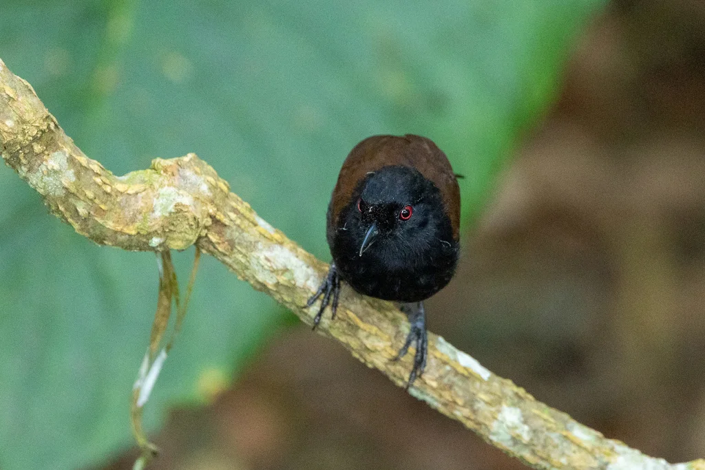 西白背红眼蚁鸟（Pyriglena maura）