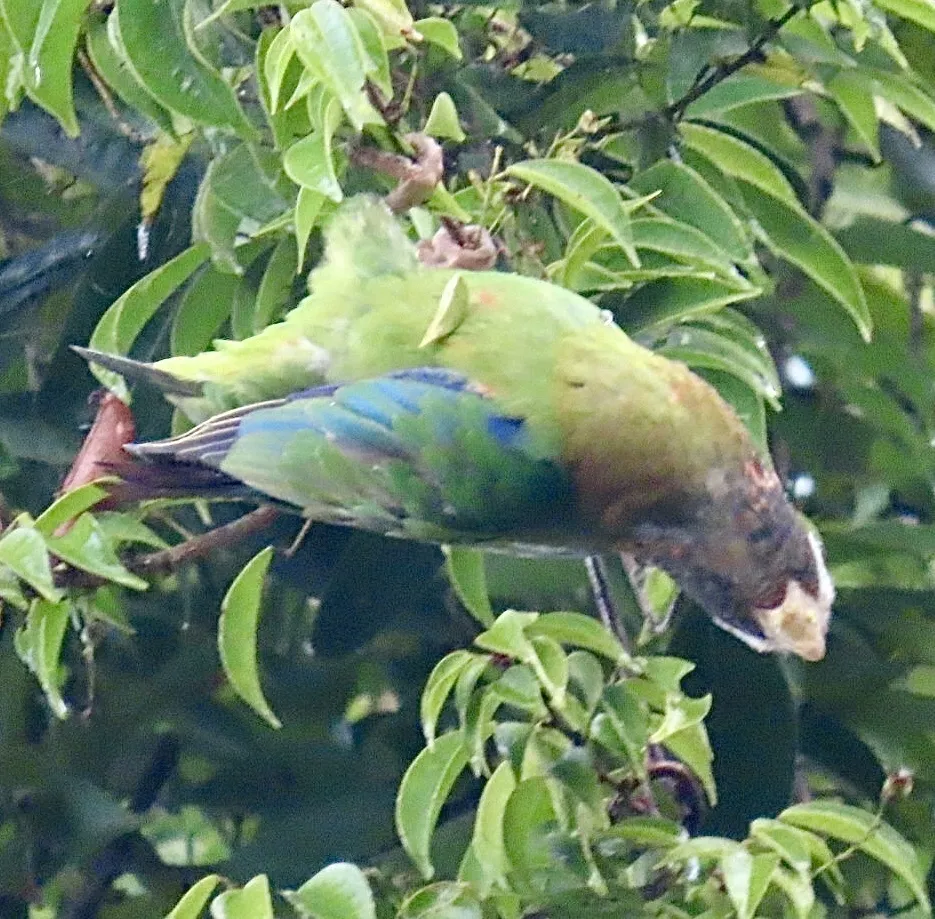 褐冠鹦哥(Pyrilia haematotis)
