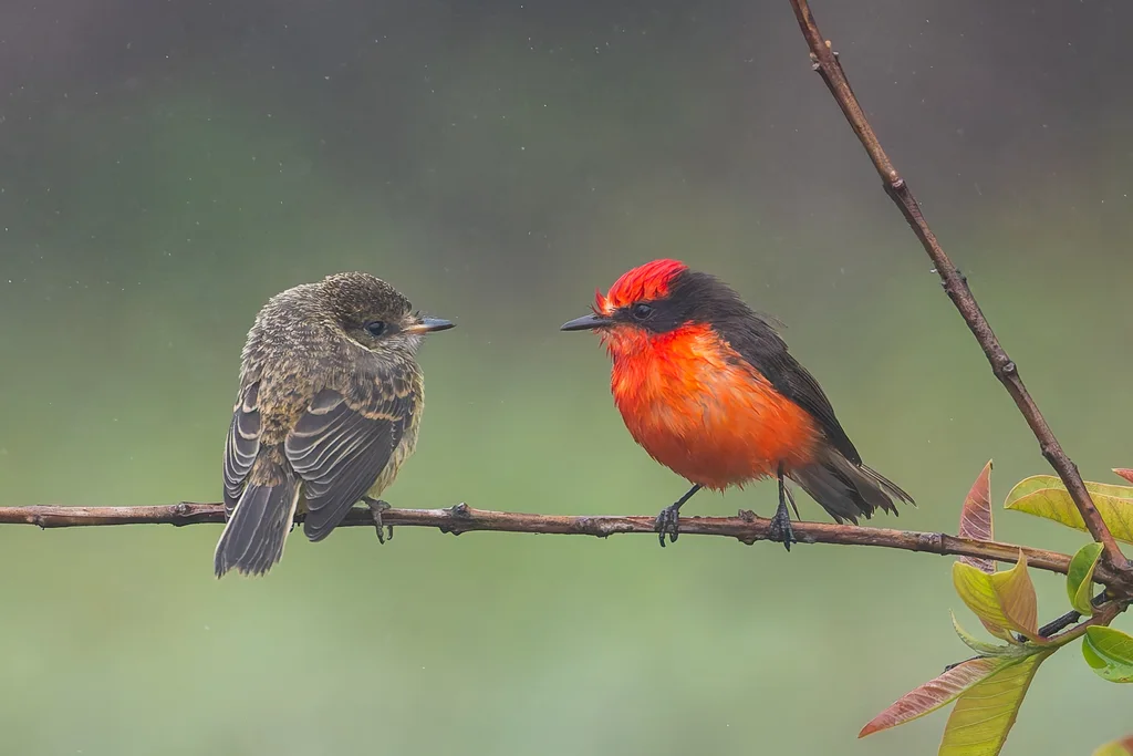 小朱红霸鹟(Pyrocephalus nanus)
