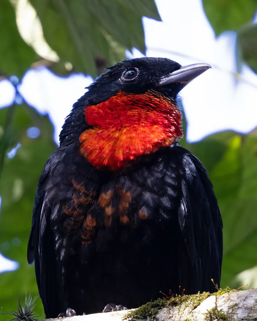 红领果伞鸟(Pyroderus scutatus)