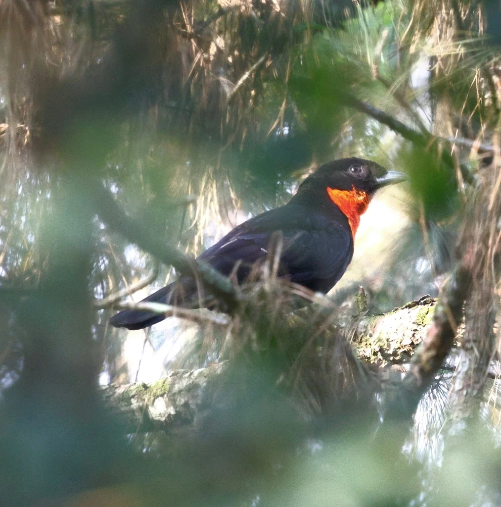红领果伞鸟(Pyroderus scutatus)