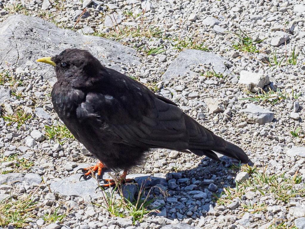 黄嘴山鸦（Pyrrhocorax graculus）