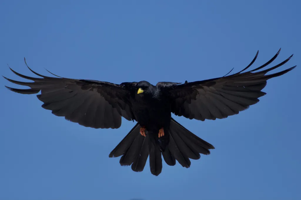 黄嘴山鸦（Pyrrhocorax graculus）