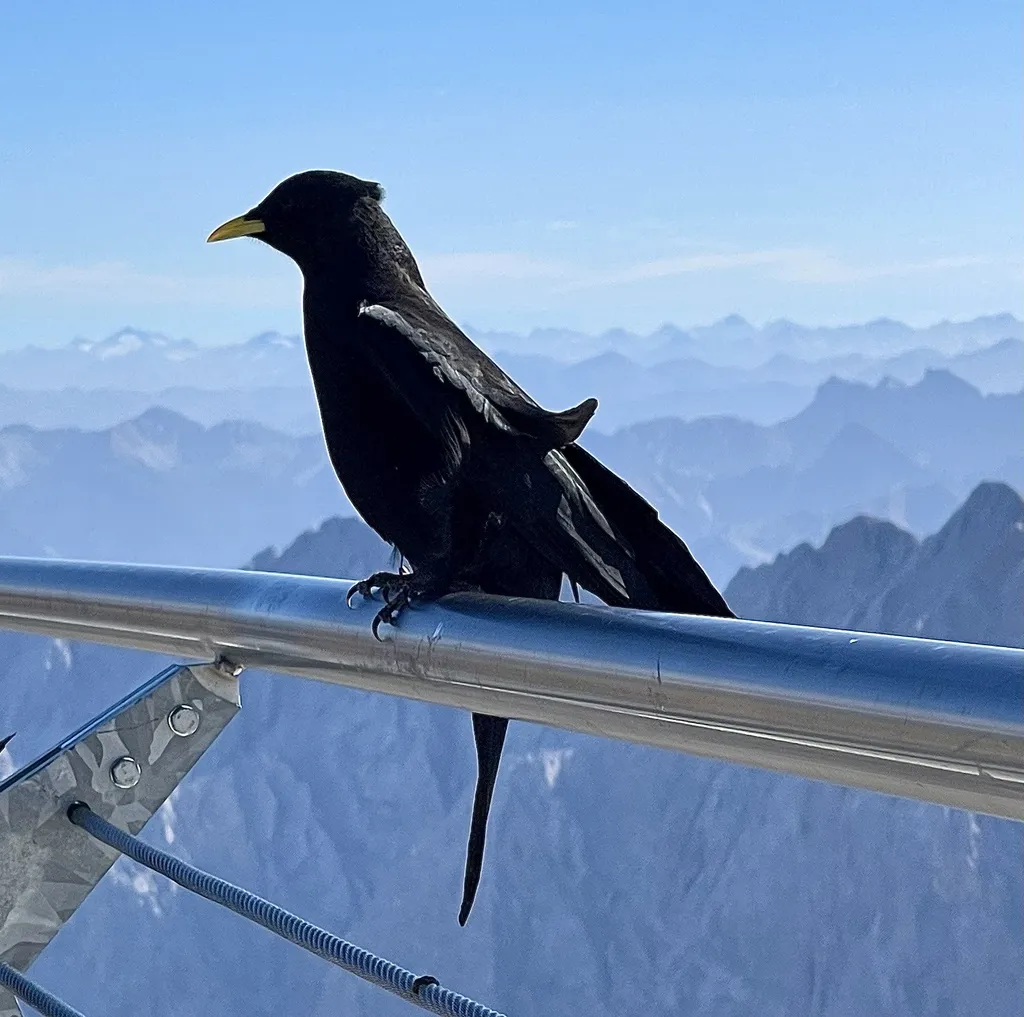 黄嘴山鸦（Pyrrhocorax graculus）