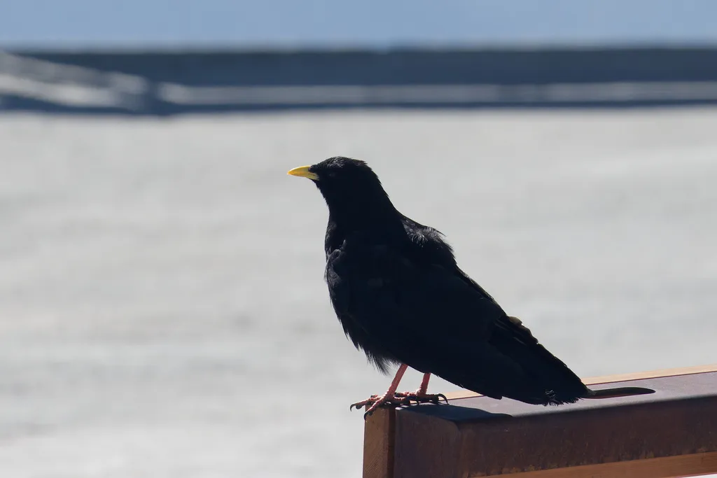 黄嘴山鸦（Pyrrhocorax graculus）