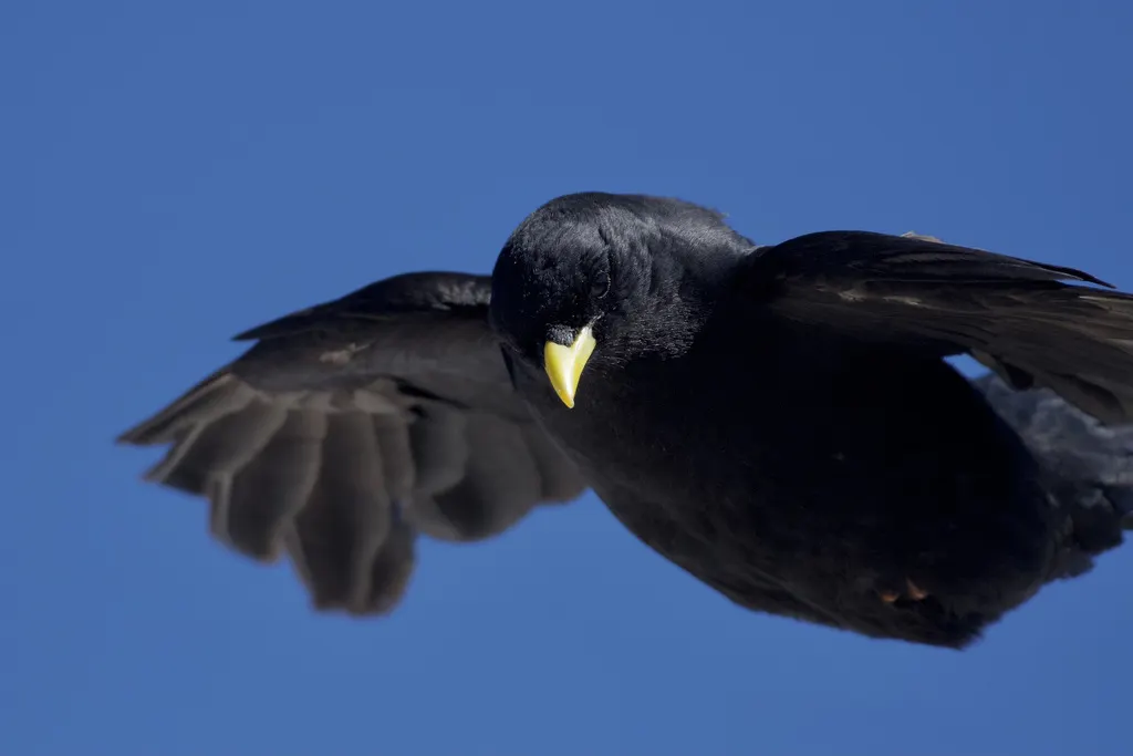 黄嘴山鸦（Pyrrhocorax graculus）