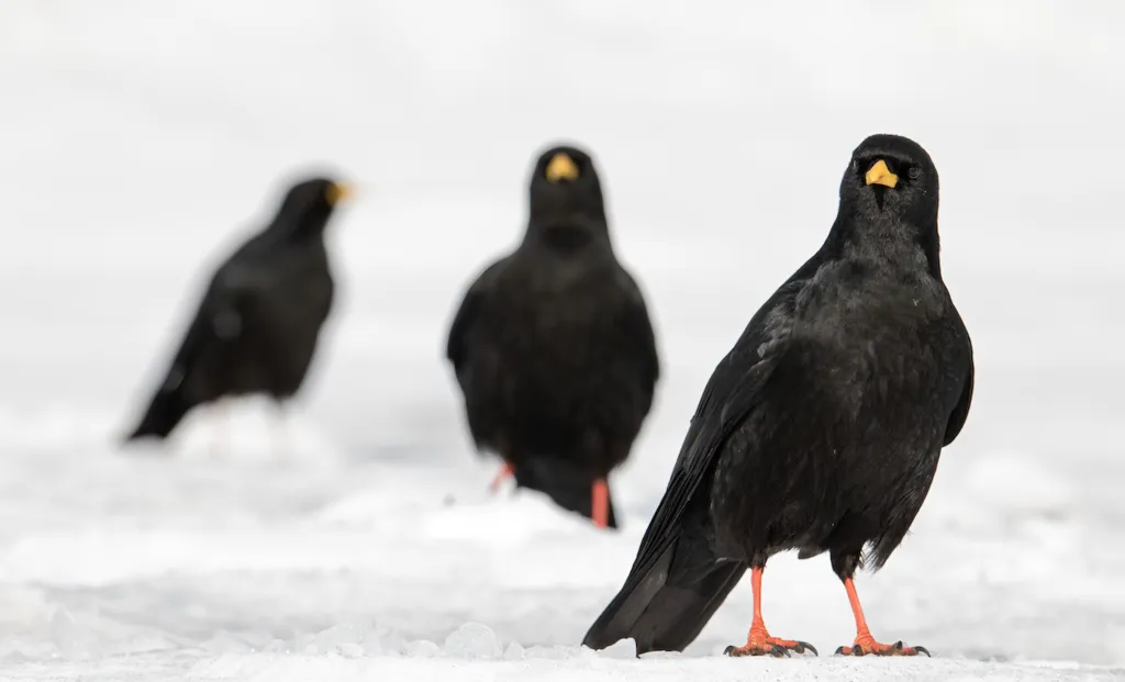黄嘴山鸦（Pyrrhocorax graculus）