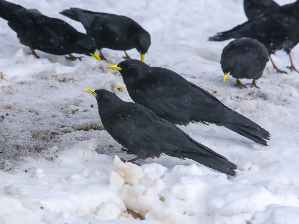 黄嘴山鸦（Pyrrhocorax graculus）