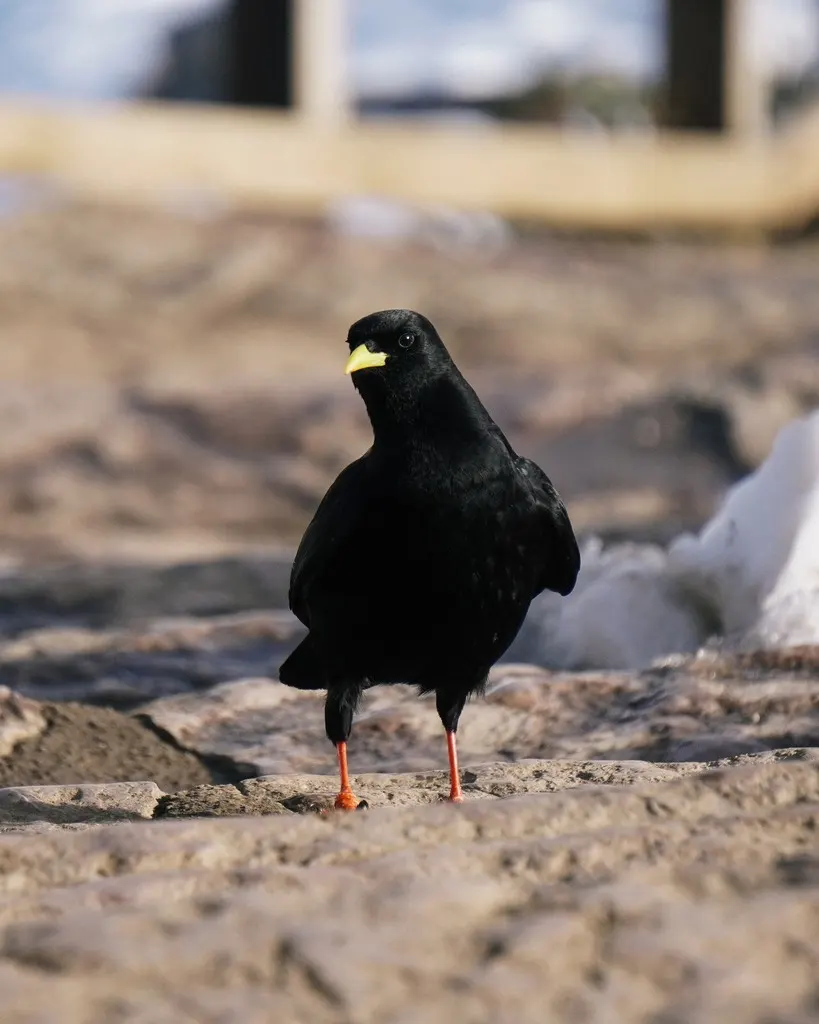 黄嘴山鸦（Pyrrhocorax graculus）